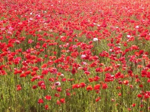 11073202_418305355018188_8200012192176352361_n