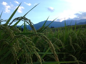 11218794_452813494900707_1080590022586346301_n