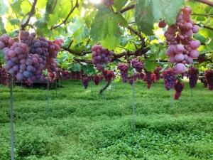 12011249_458765270972196_4778520703376611774_n